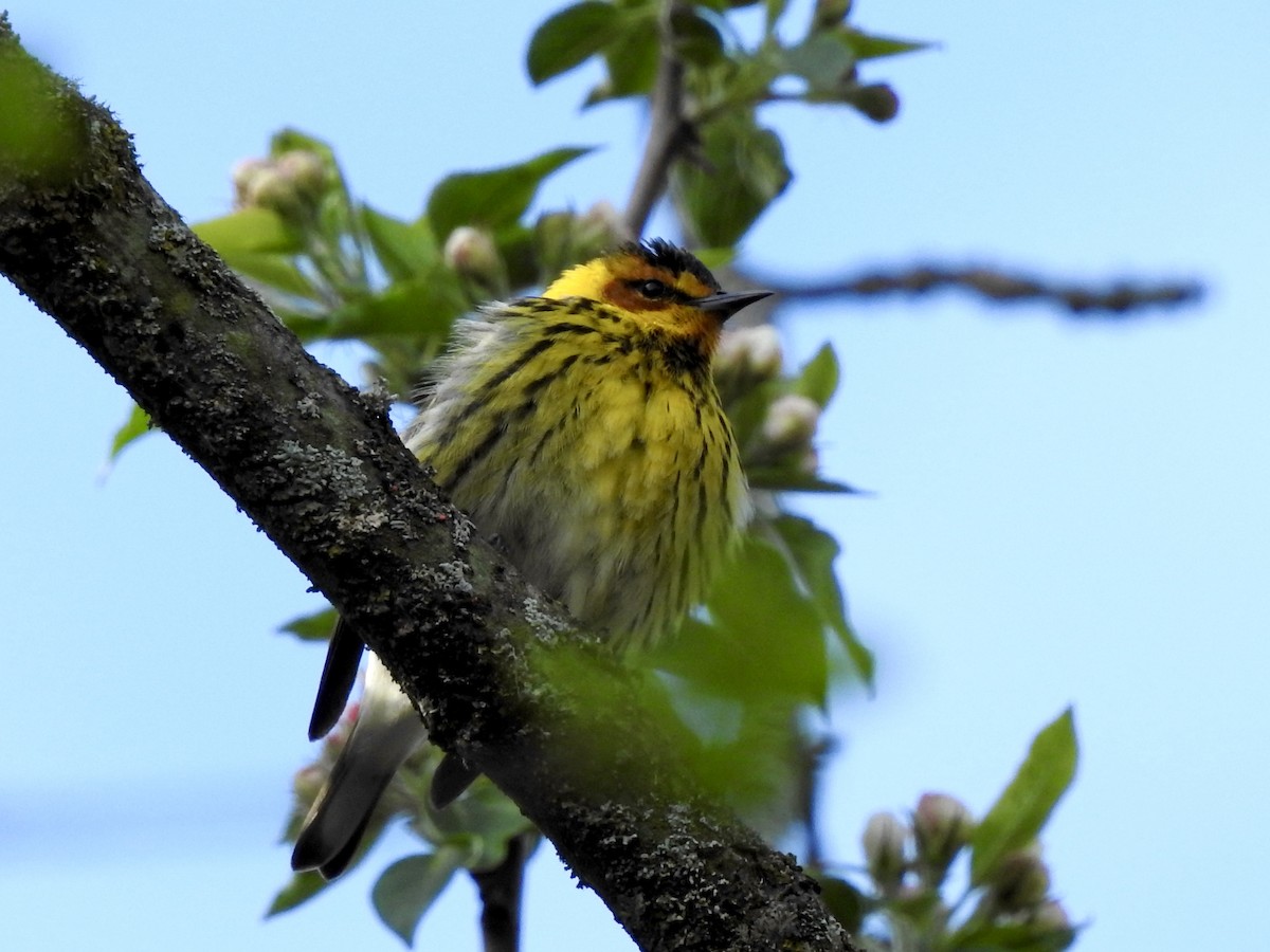 Cape May Warbler - Linda Standfield