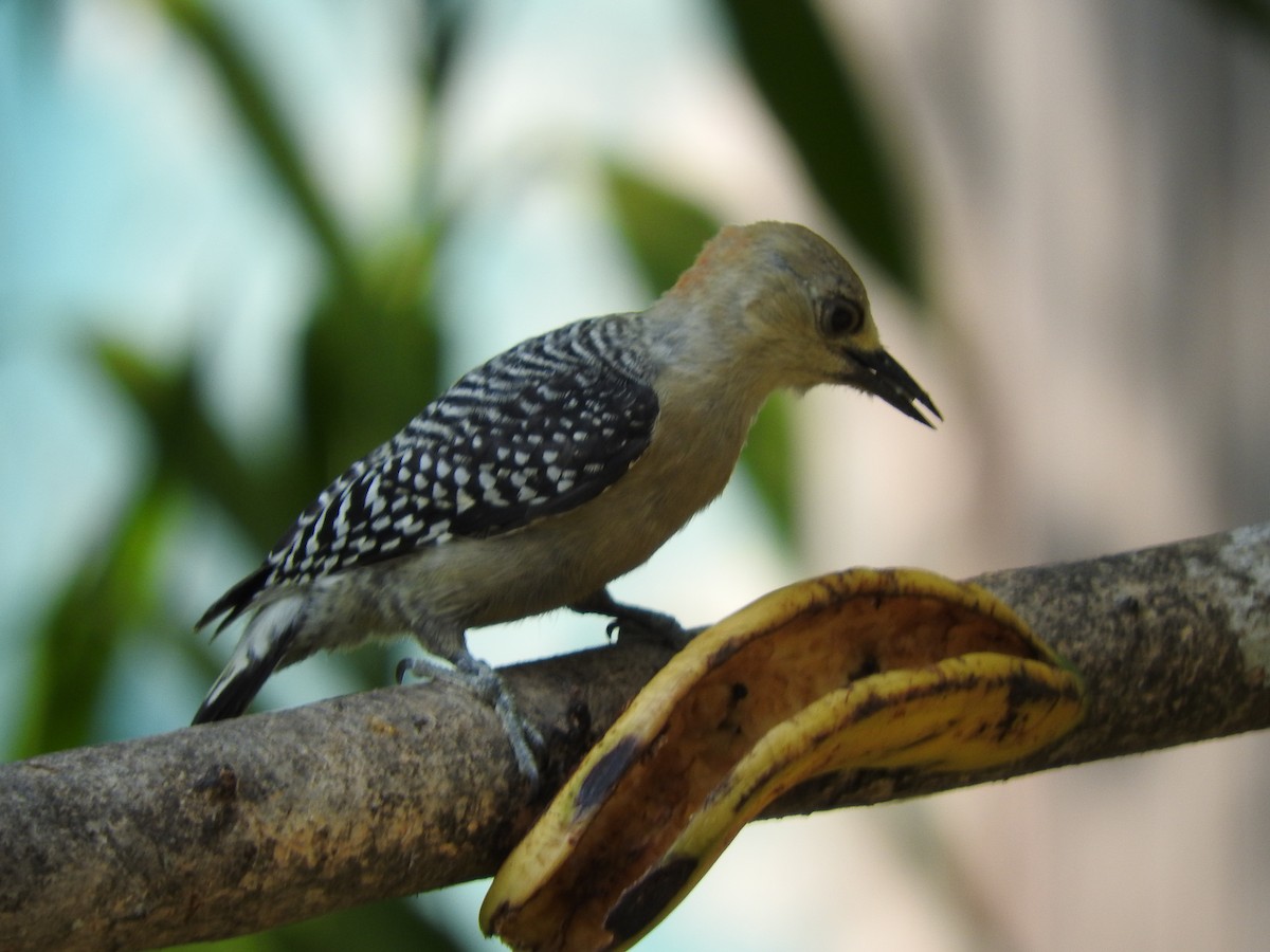 Red-crowned Woodpecker - Julio P