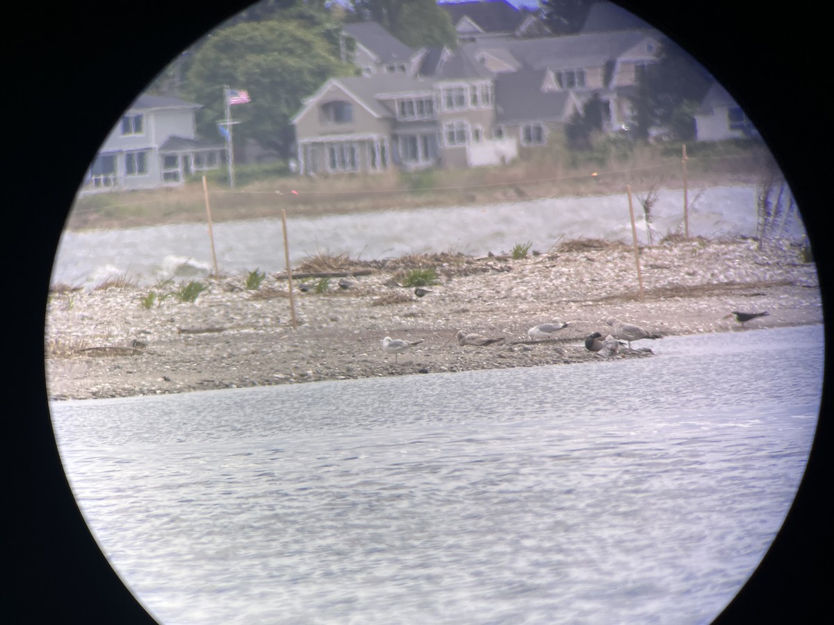 Black Skimmer (niger) - ML618783917