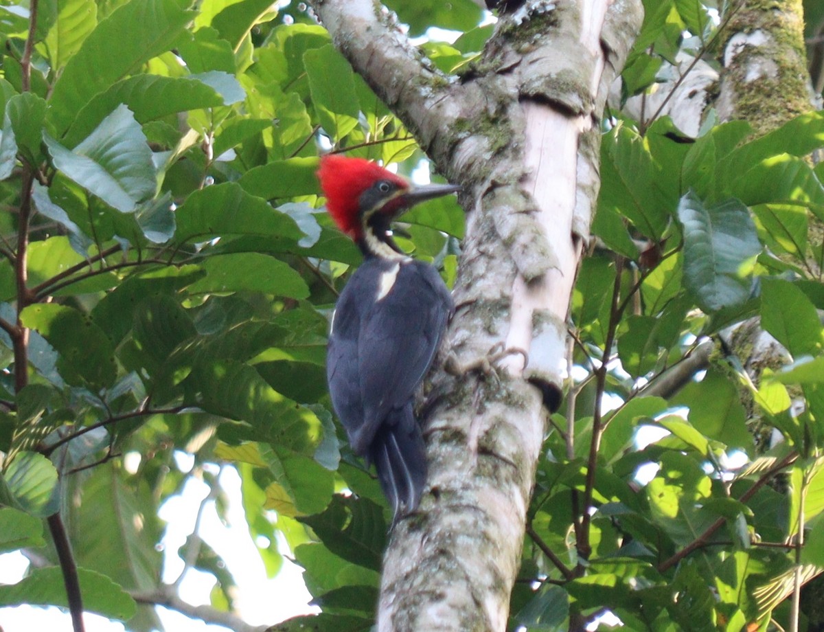 Lineated Woodpecker - ML618783927