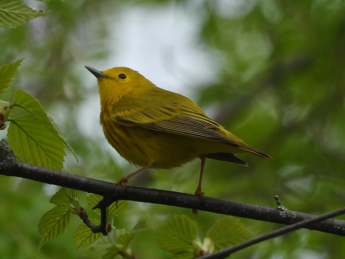 Yellow Warbler - Brenda Aburto