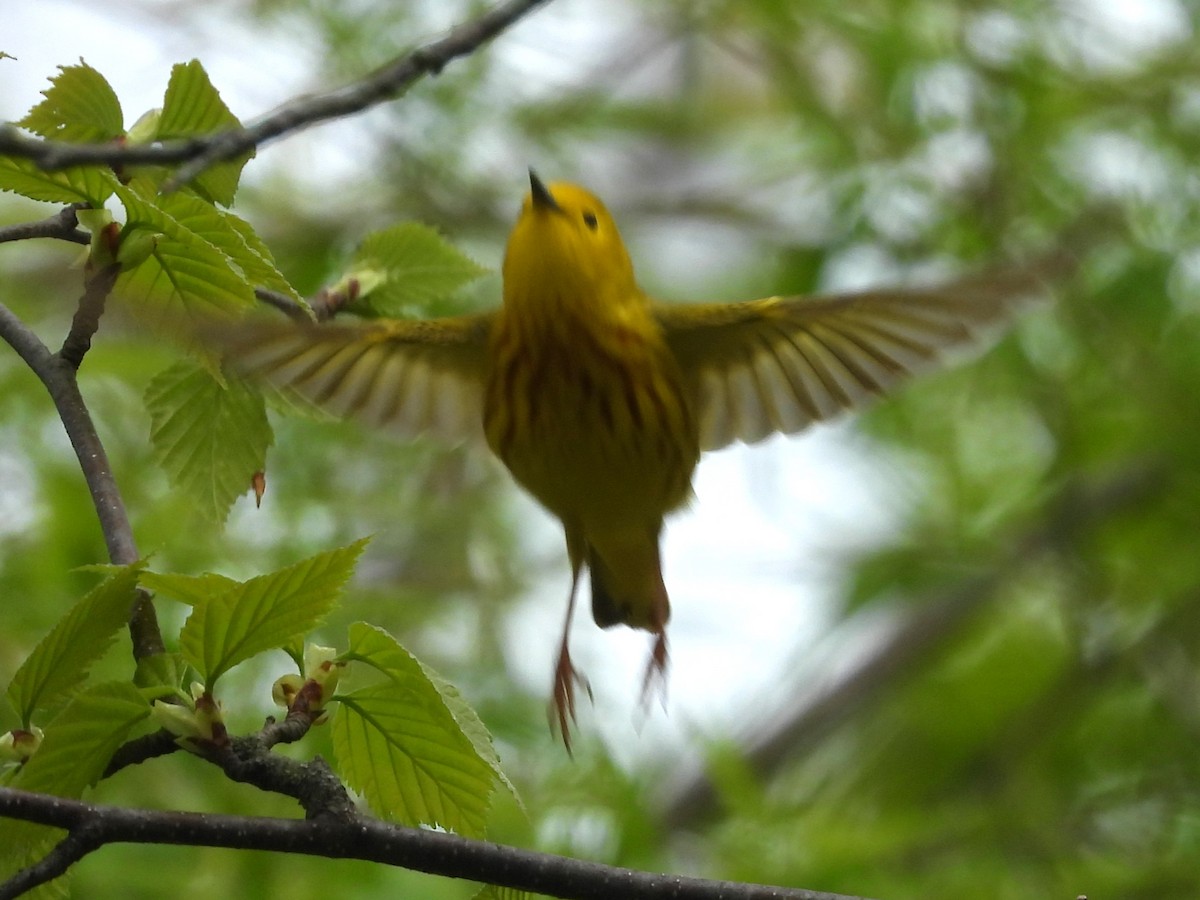 Yellow Warbler - Brenda Aburto