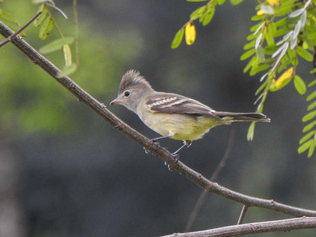 Yellow-bellied Elaenia - Alido junior