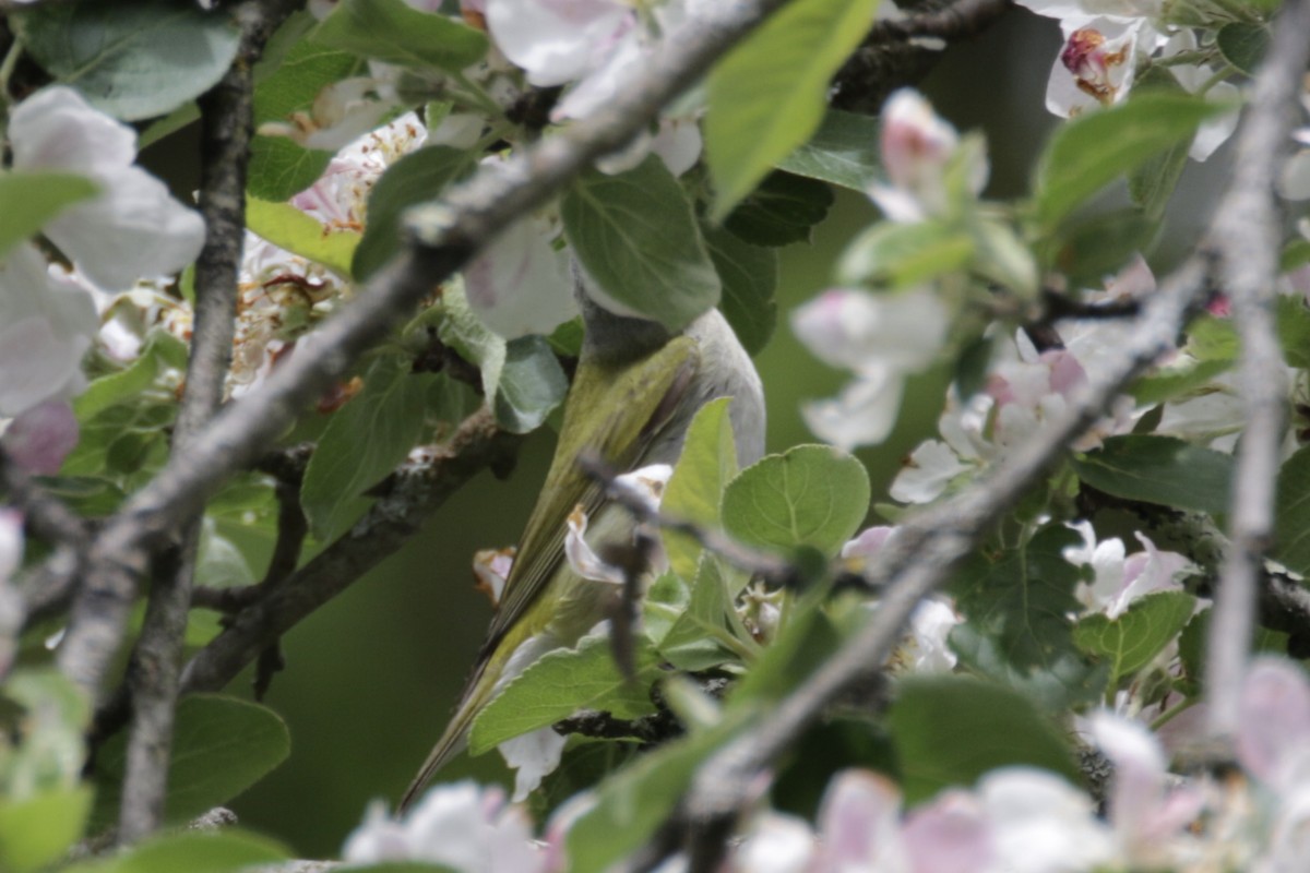 Tennessee Warbler - Malinda Chapman