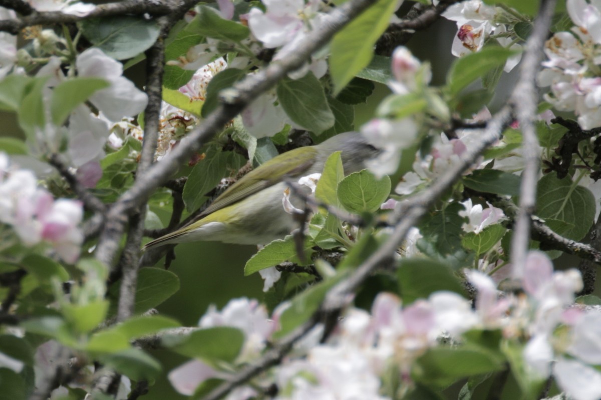 Tennessee Warbler - Malinda Chapman