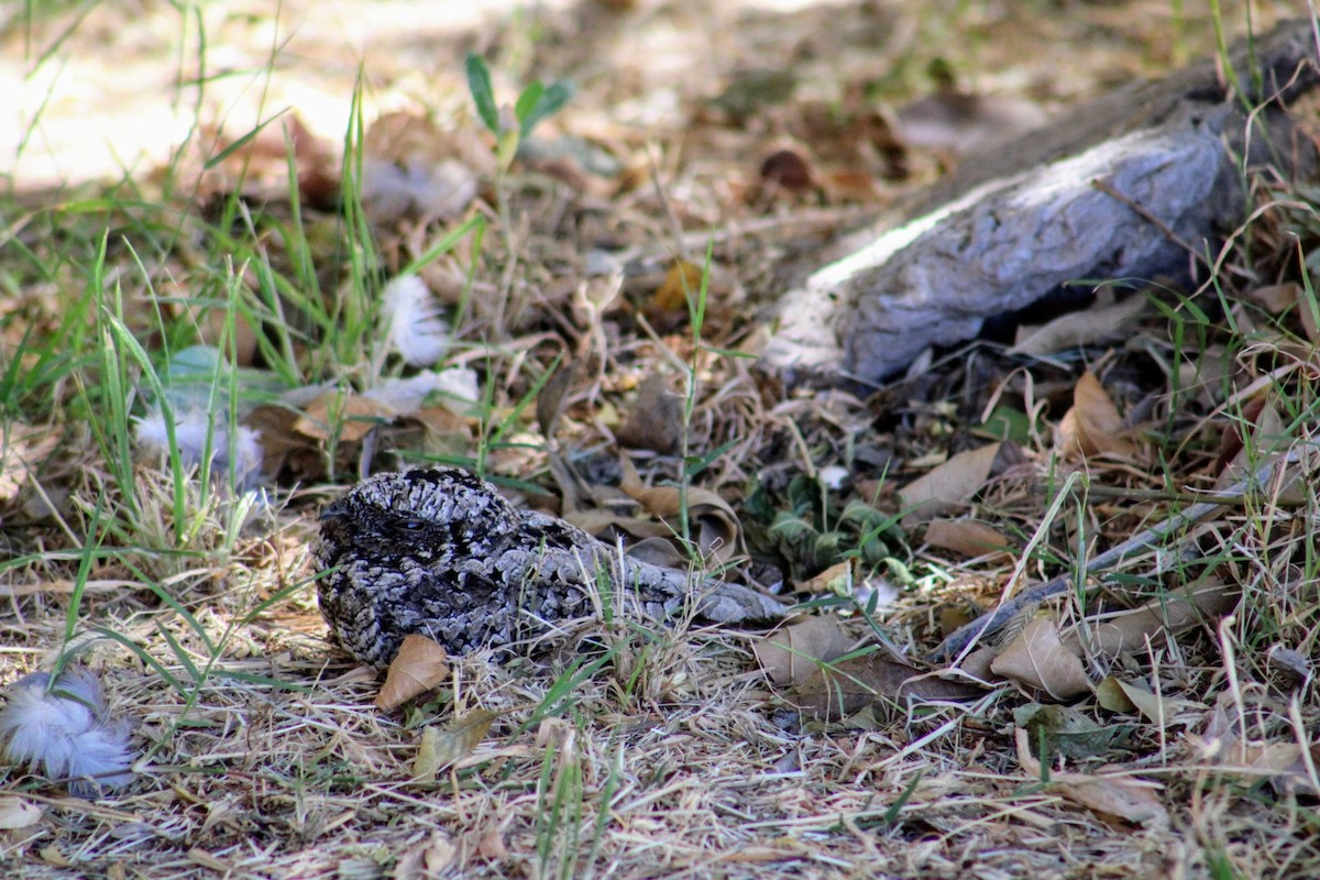 Common Poorwill - Julio Ruiz