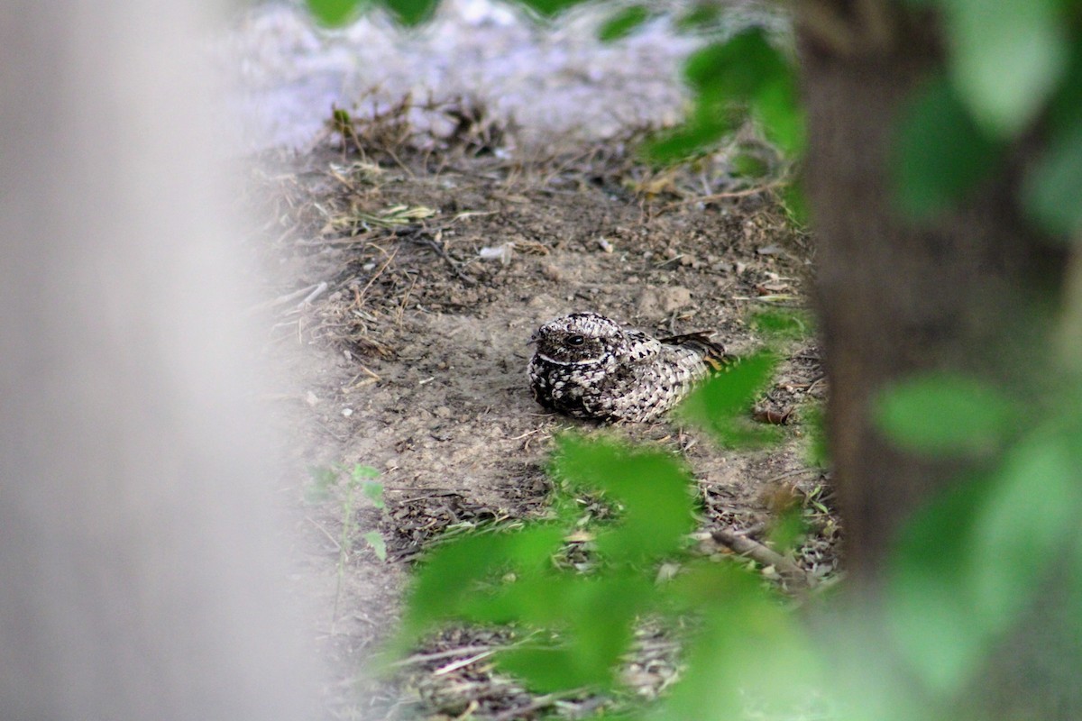 Common Poorwill - Julio Ruiz