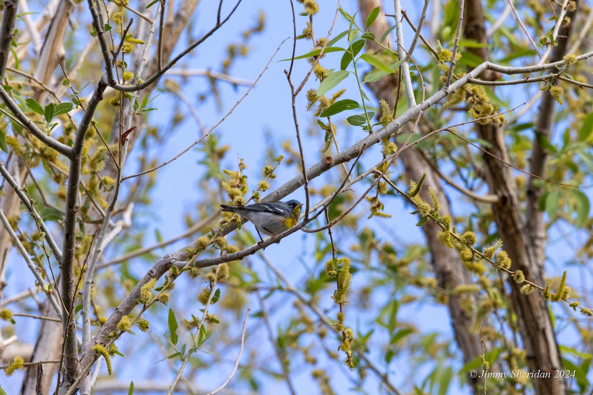 Northern Parula - ML618783966
