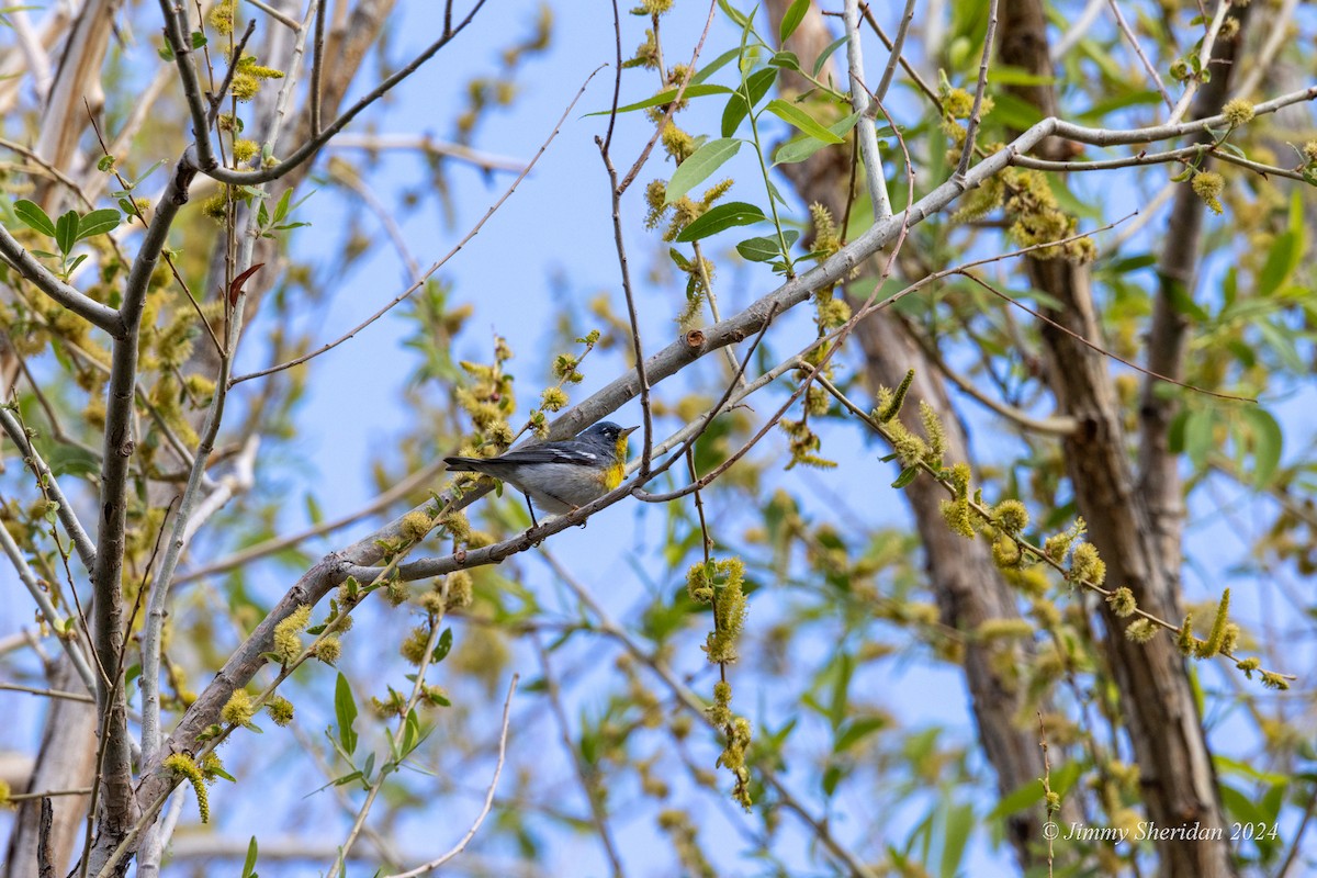 Northern Parula - ML618783967