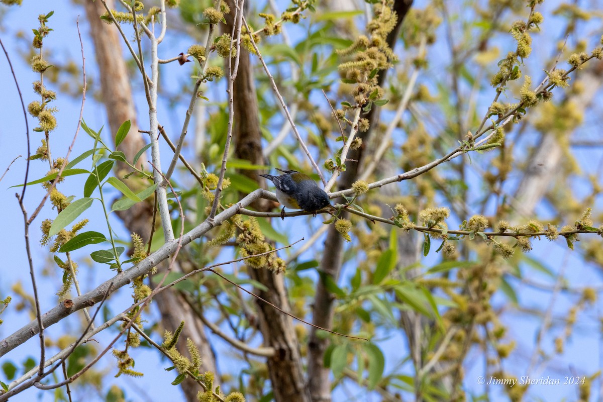 Northern Parula - ML618783968