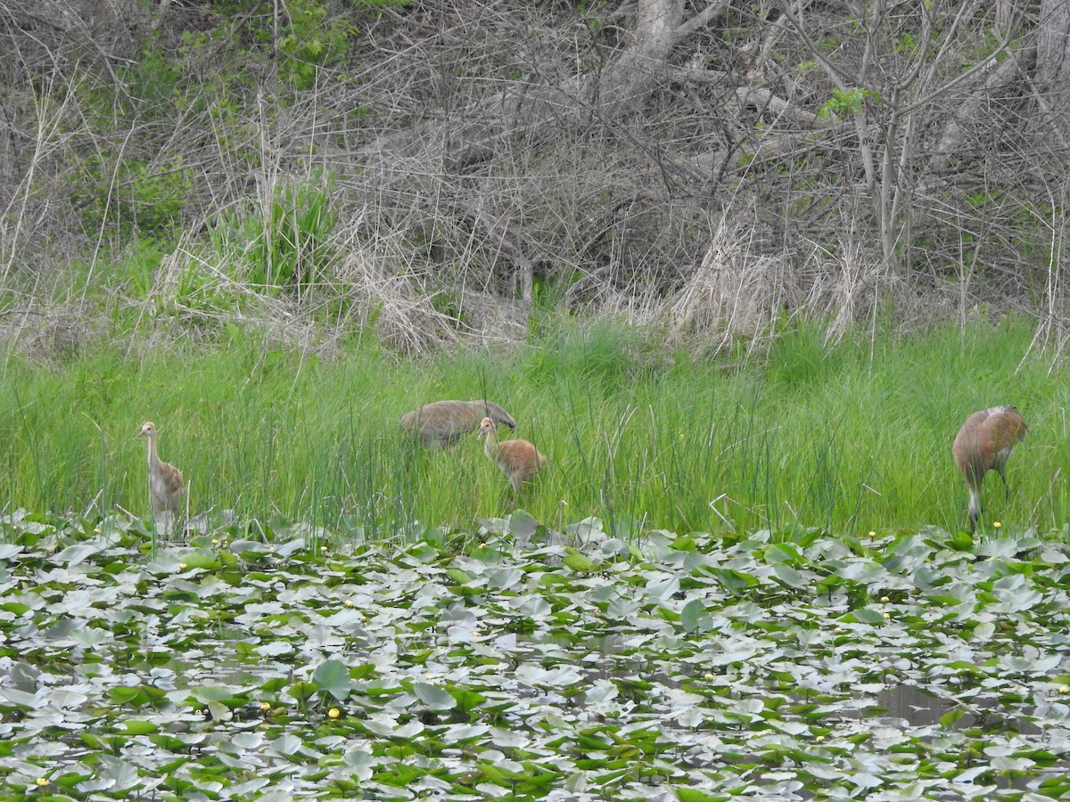 Sandhill Crane - ML618784013