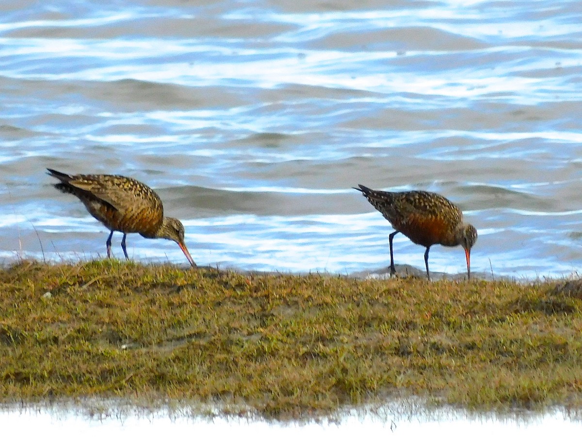 Hudsonian Godwit - Dan Bilderback