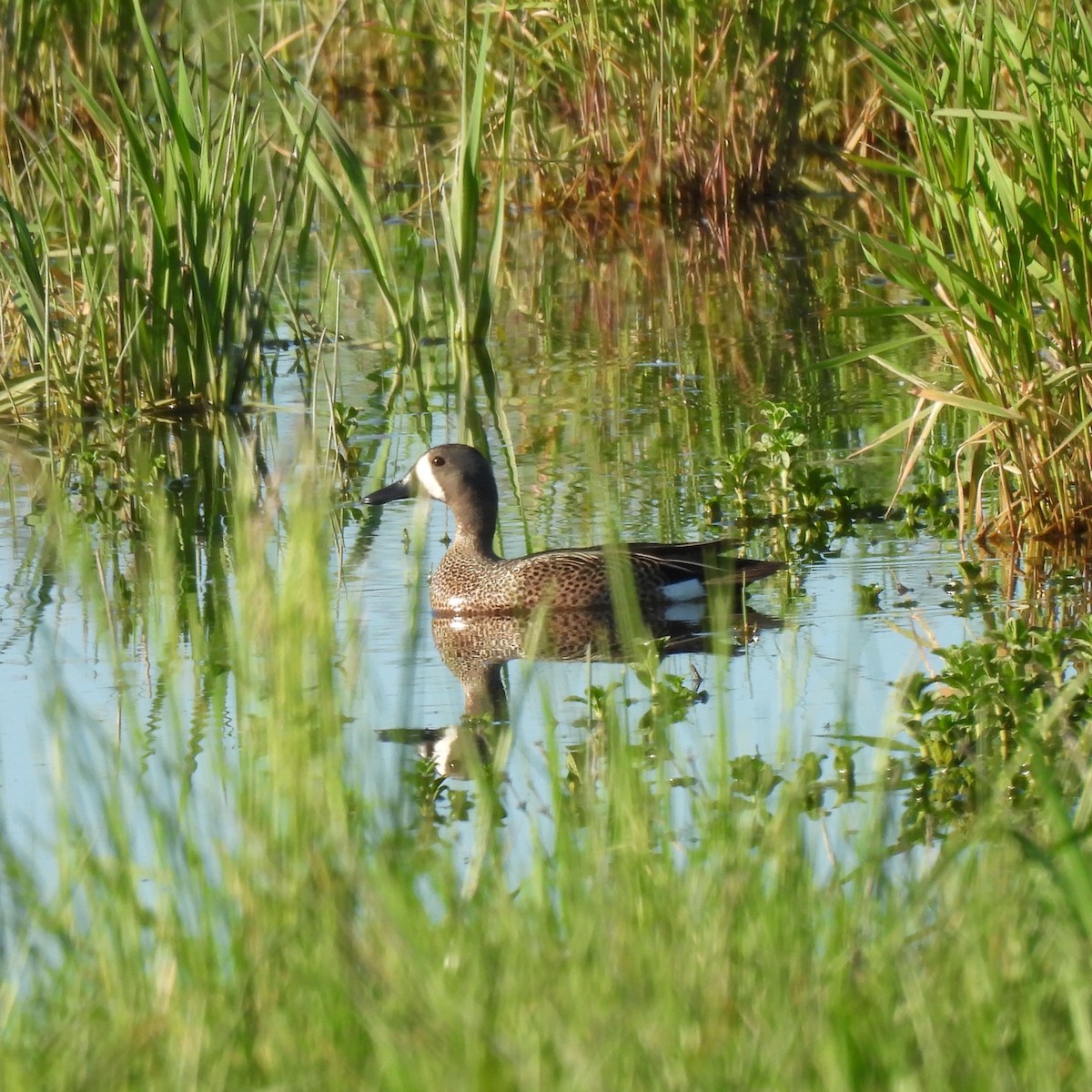 Blue-winged Teal - ML618784039