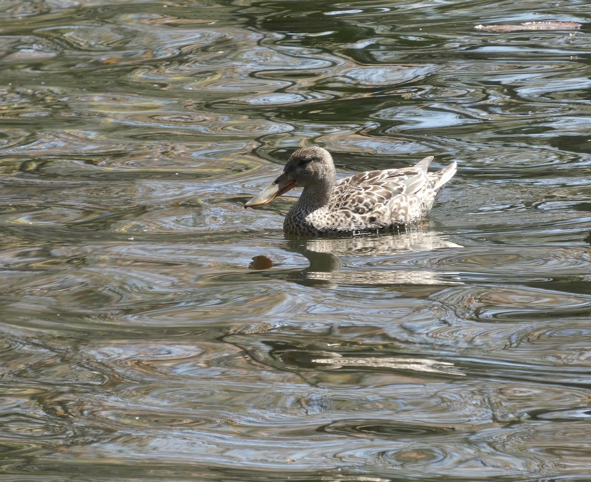 Northern Shoveler - Derek Dunnett