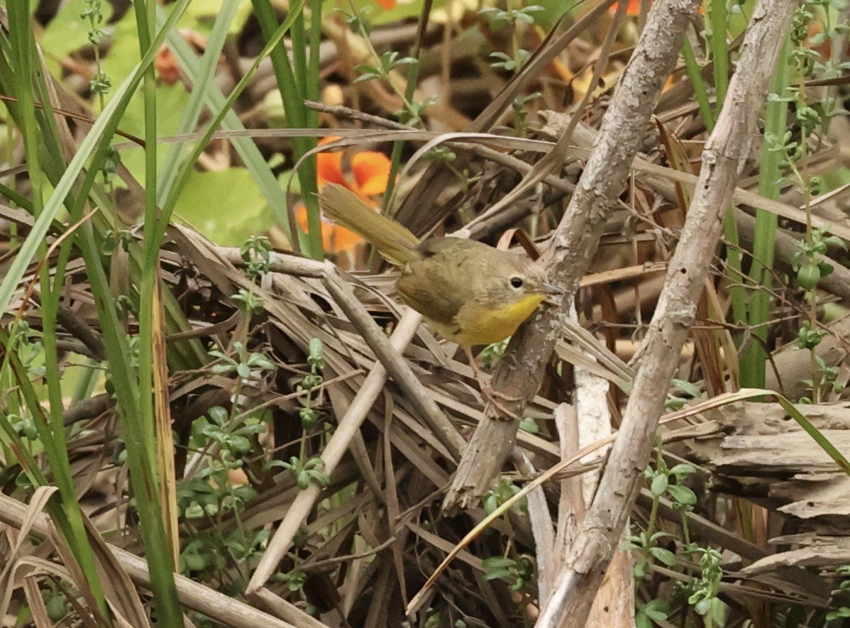 Common Yellowthroat - Millie and Peter Thomas