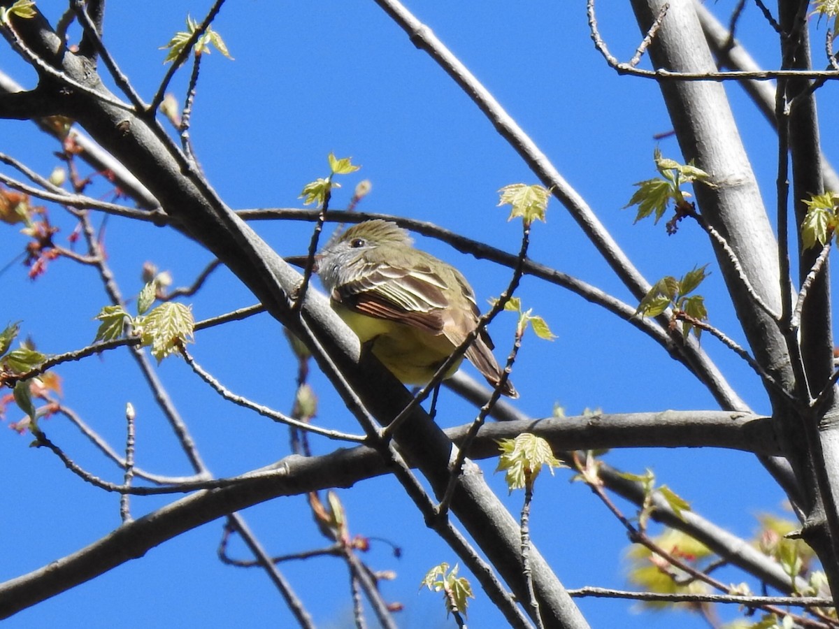 Great Crested Flycatcher - ML618784071