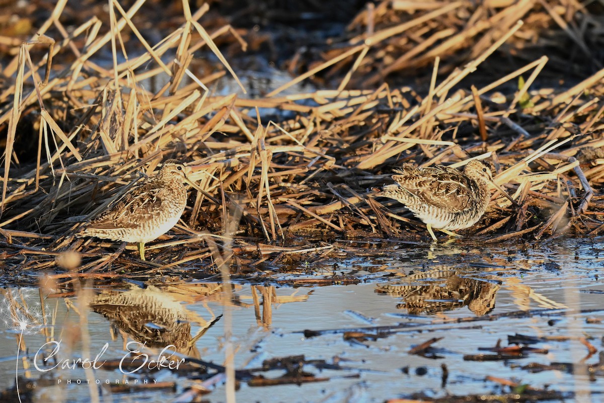 Wilson's Snipe - Carol Ecker