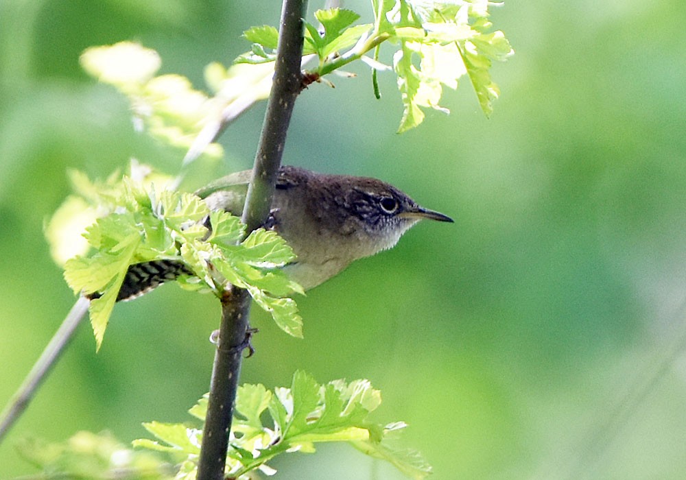 House Wren - Ian Shalapata