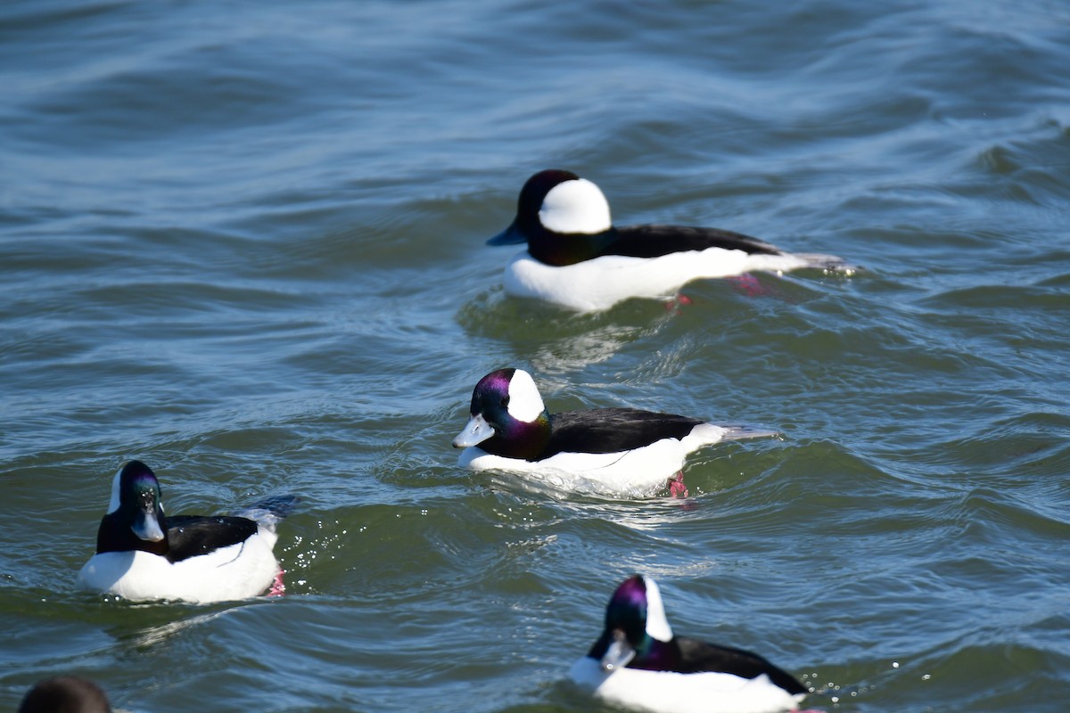 Bufflehead - ML618784099