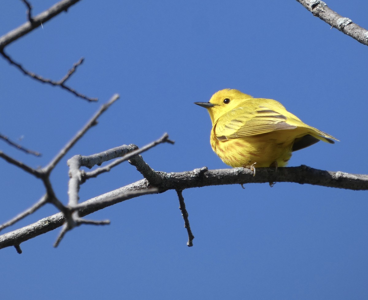 Yellow Warbler - Derek Dunnett