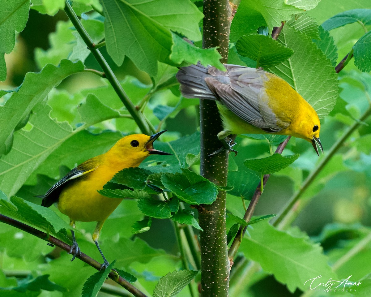Prothonotary Warbler - Corby Amos