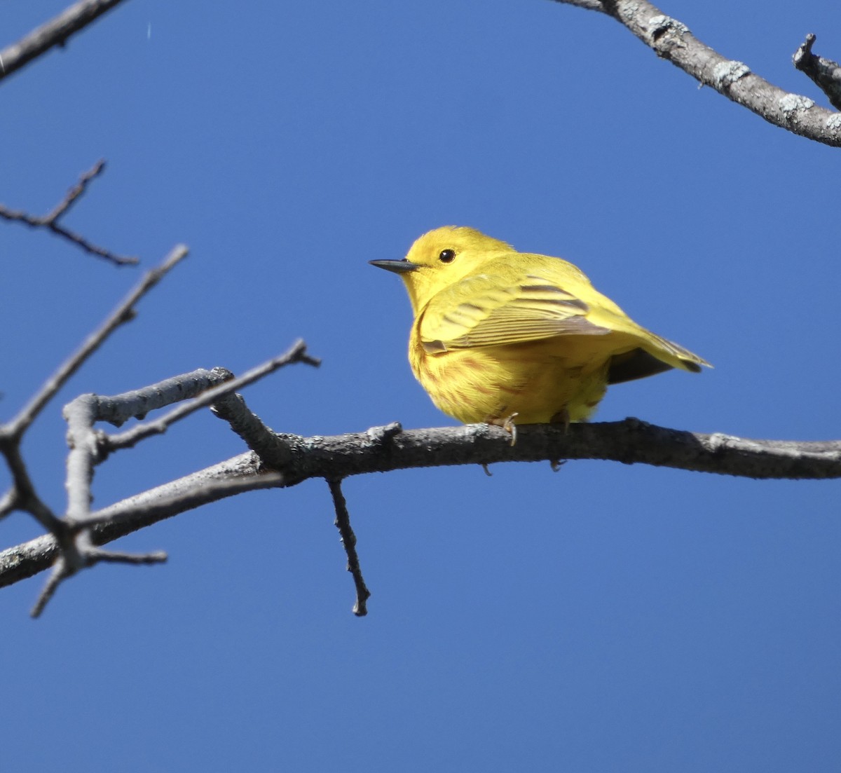 Yellow Warbler - Derek Dunnett