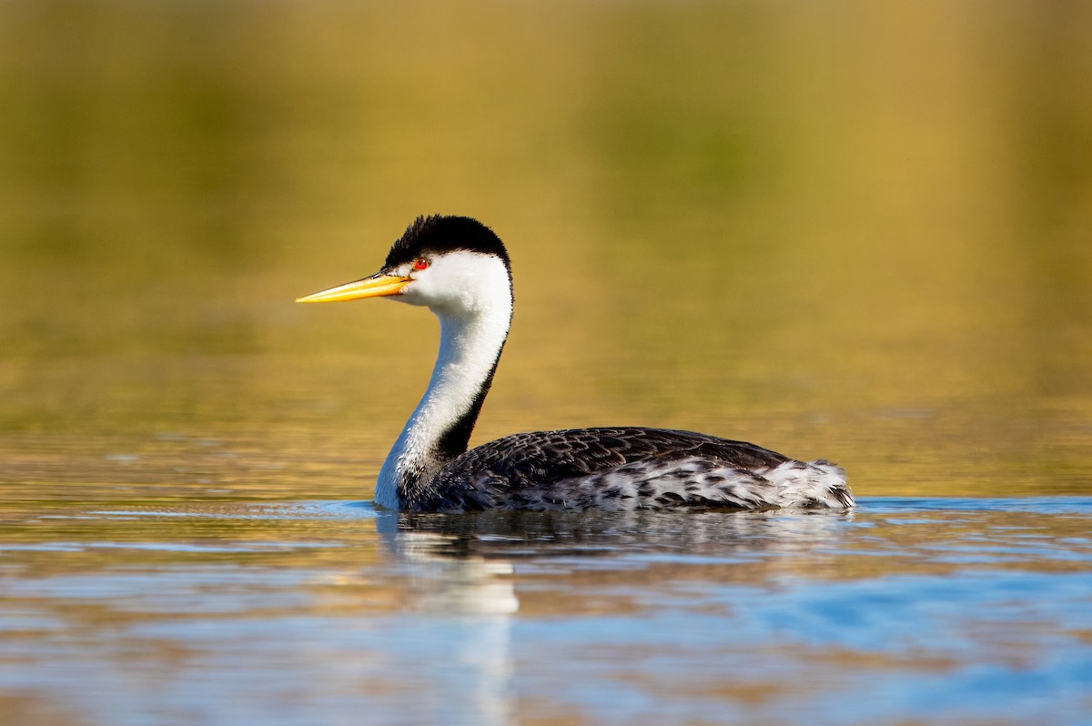 Clark's Grebe - ML618784126