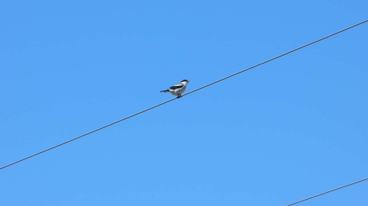 Loggerhead Shrike - ML618784135