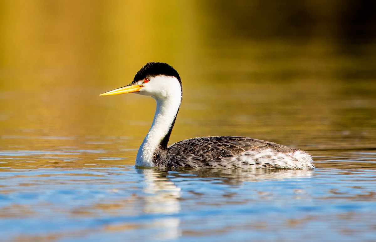 Clark's Grebe - ML618784137