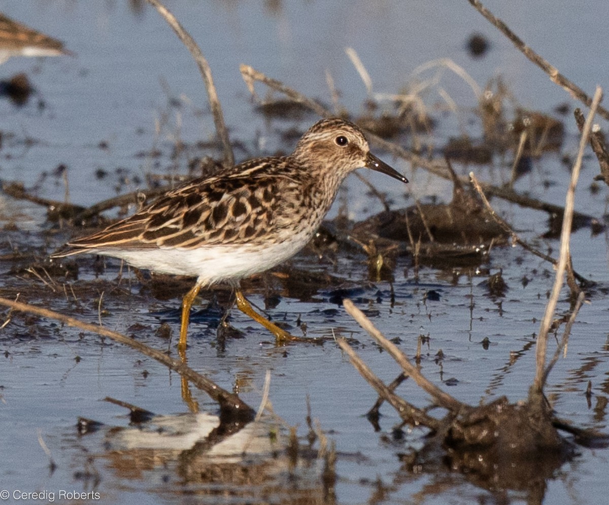 Least Sandpiper - Ceredig  Roberts