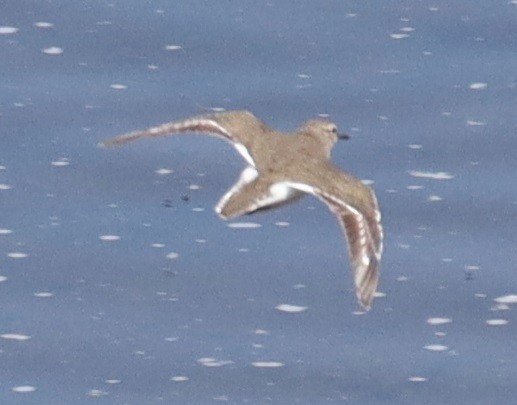 Common Sandpiper - Edmund Bell