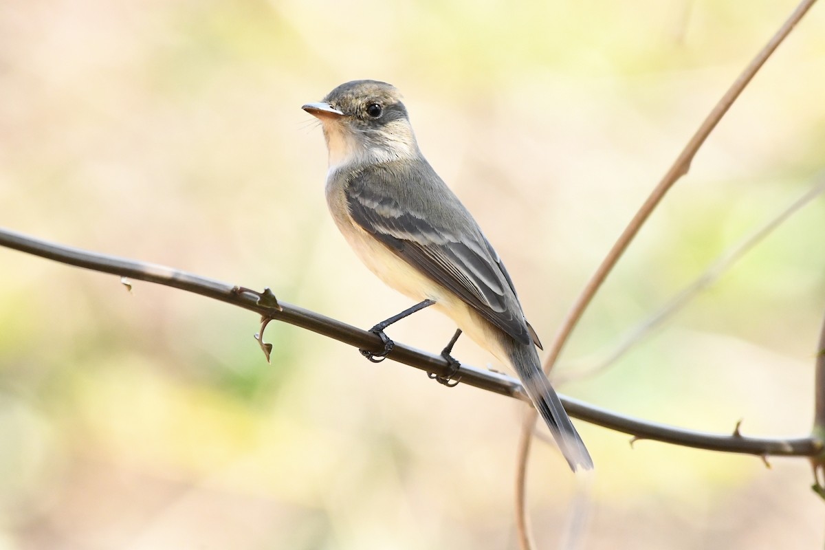 Willow Flycatcher - L.Vidal Prado Paniagua