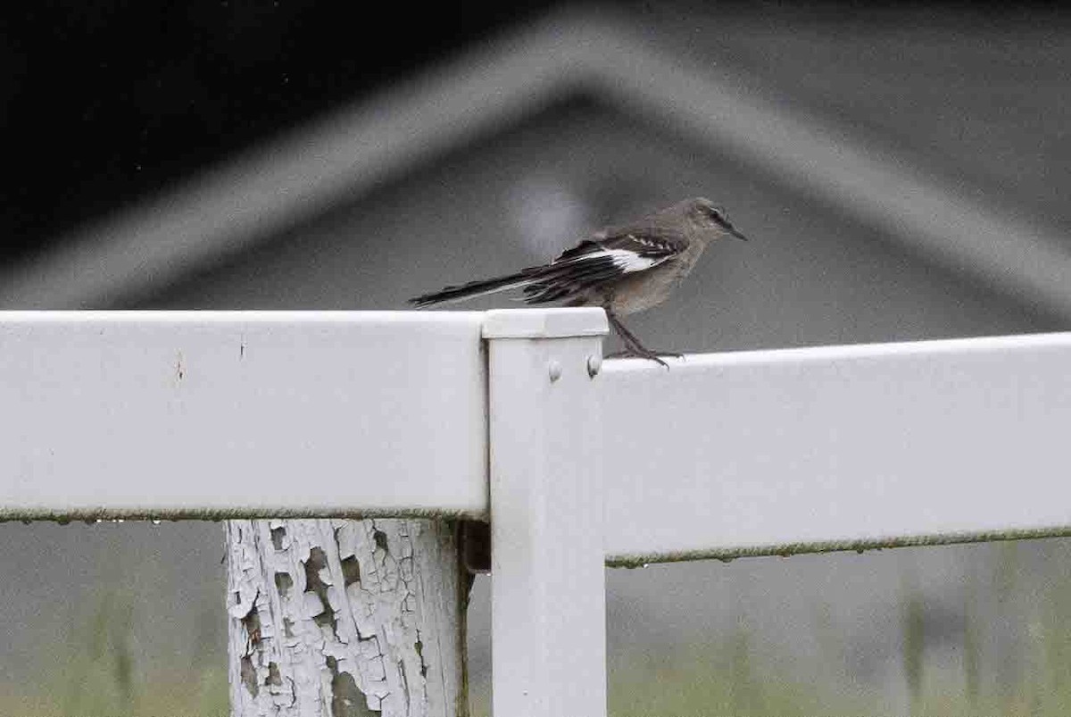 Northern Mockingbird - Ann Van Sant