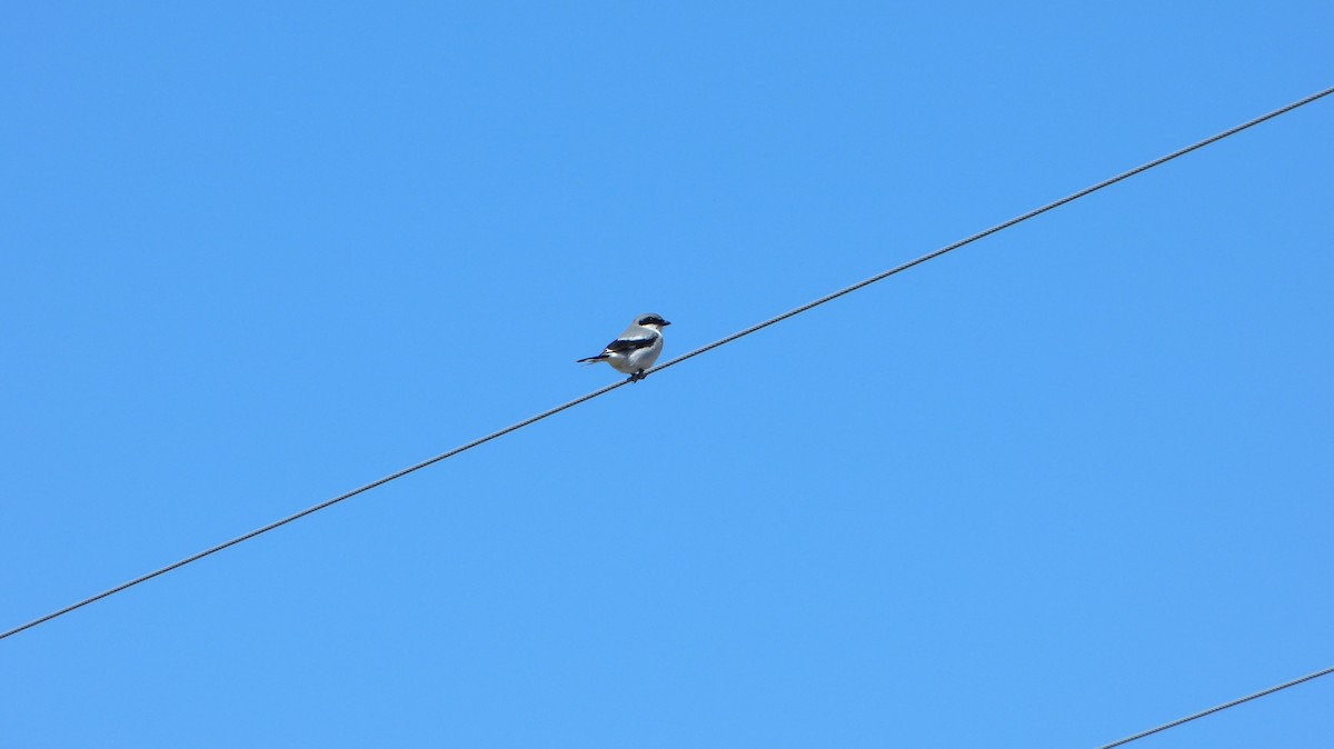 Loggerhead Shrike - ML618784158