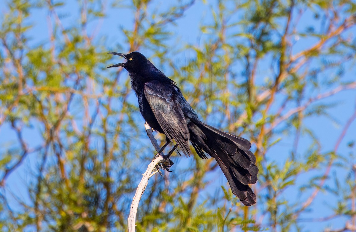 Great-tailed Grackle - ML618784159