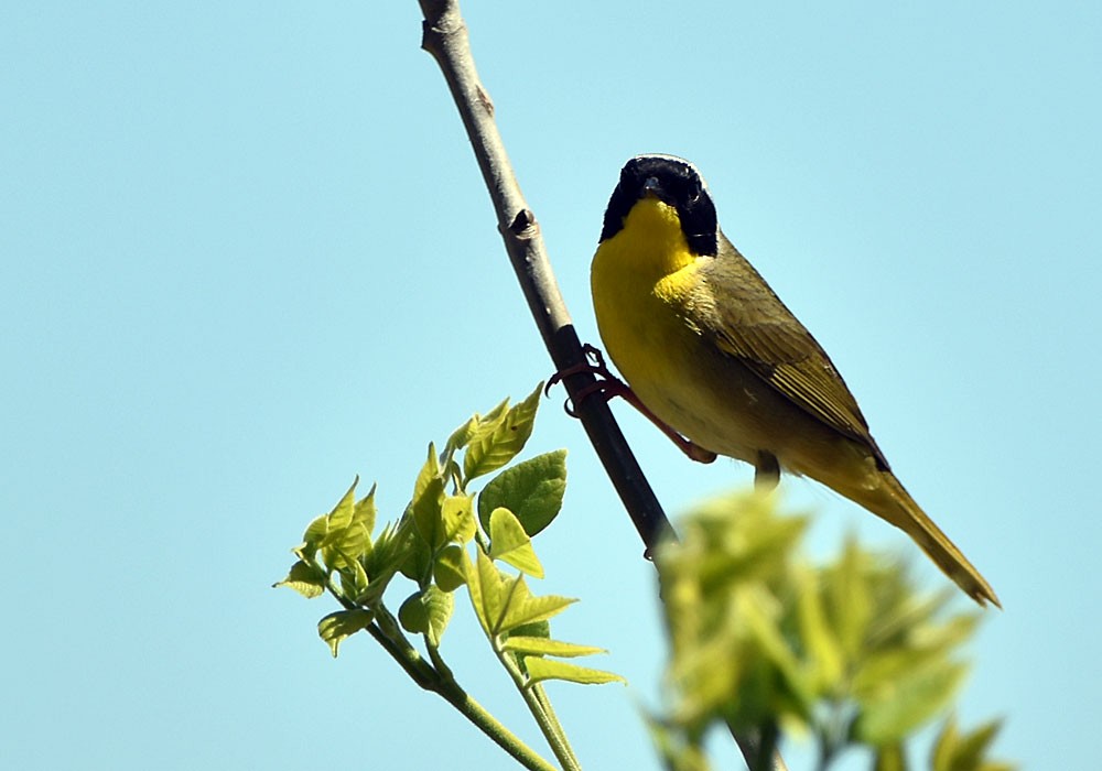 Common Yellowthroat - Ian Shalapata