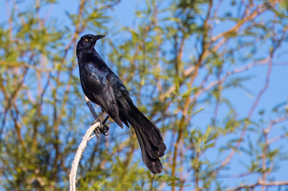 Great-tailed Grackle - ML618784162