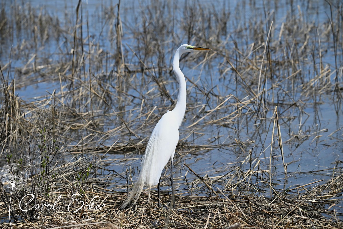 Great Egret - Carol Ecker