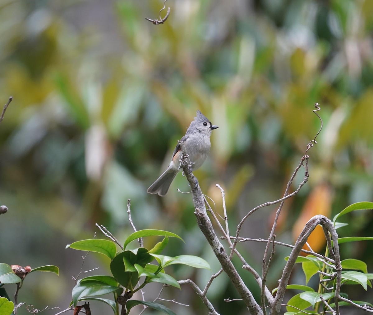 Tufted Titmouse - Louis Dentiste