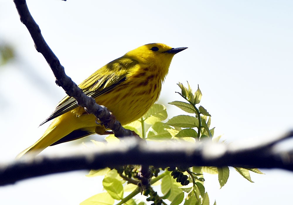 Yellow Warbler - Ian Shalapata