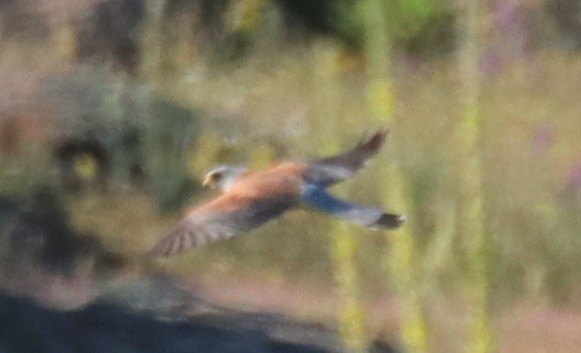 Lesser/Eurasian Kestrel - ML618784178