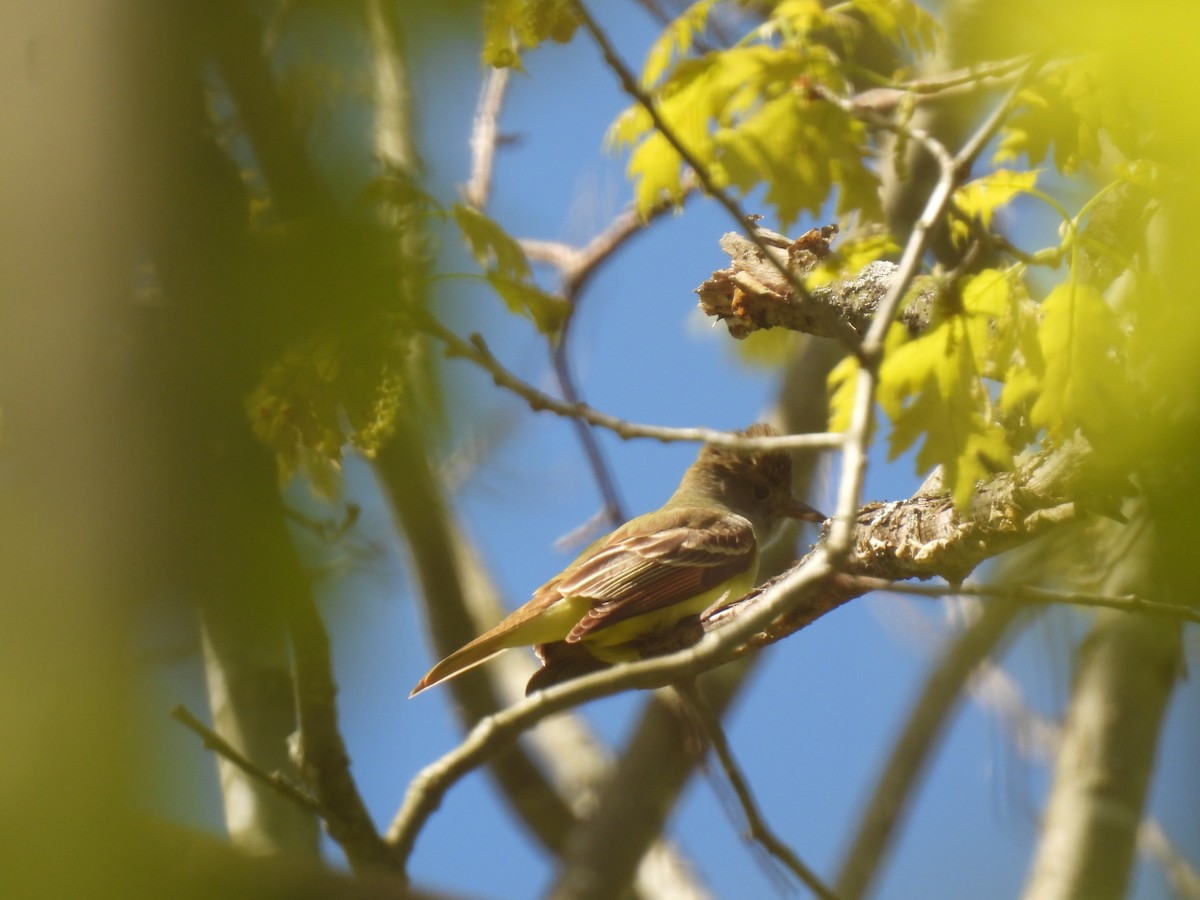 Great Crested Flycatcher - ML618784194