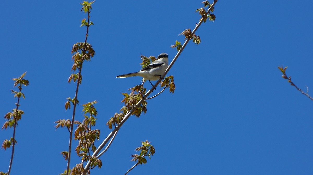 Loggerhead Shrike - ML618784207