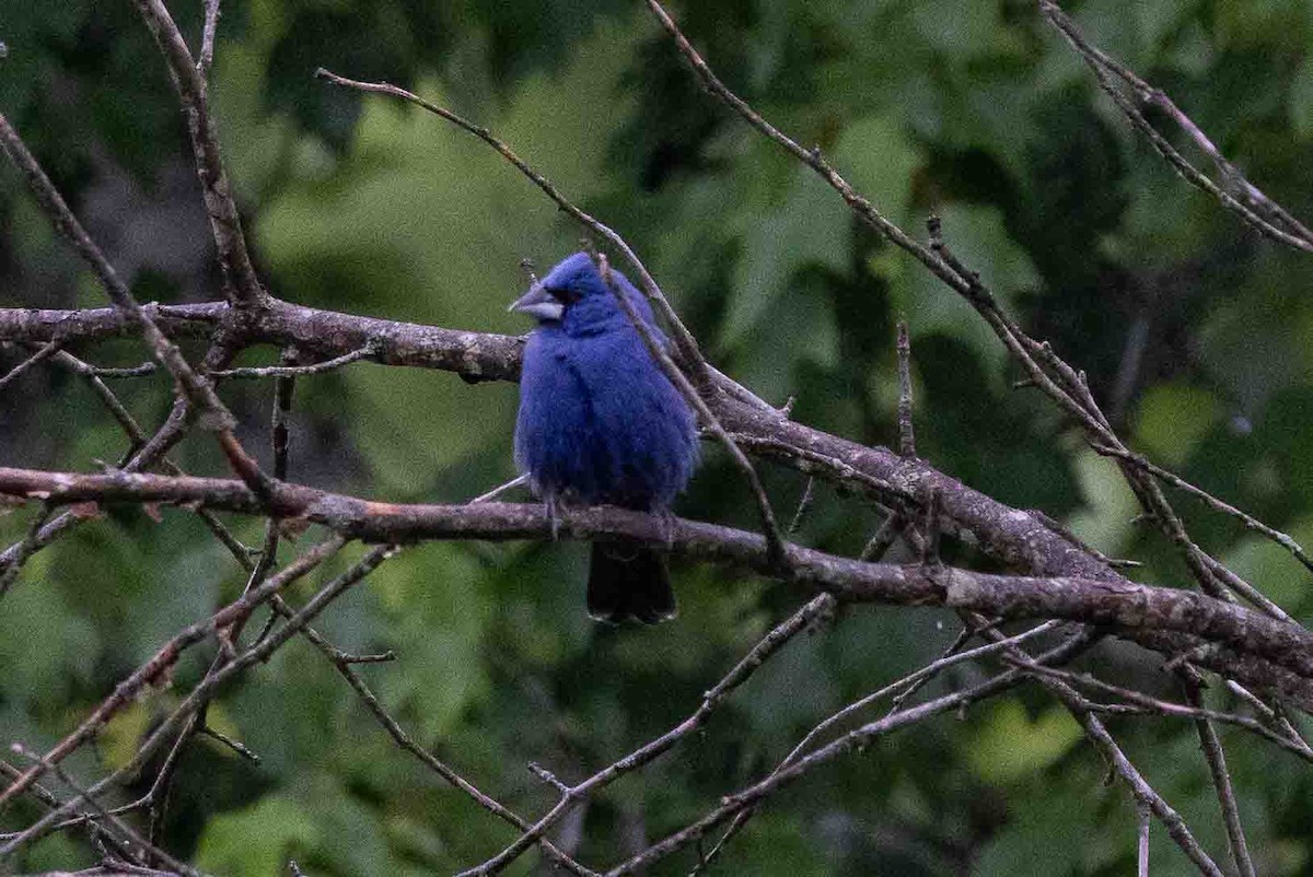 Blue Grosbeak - Ann Van Sant