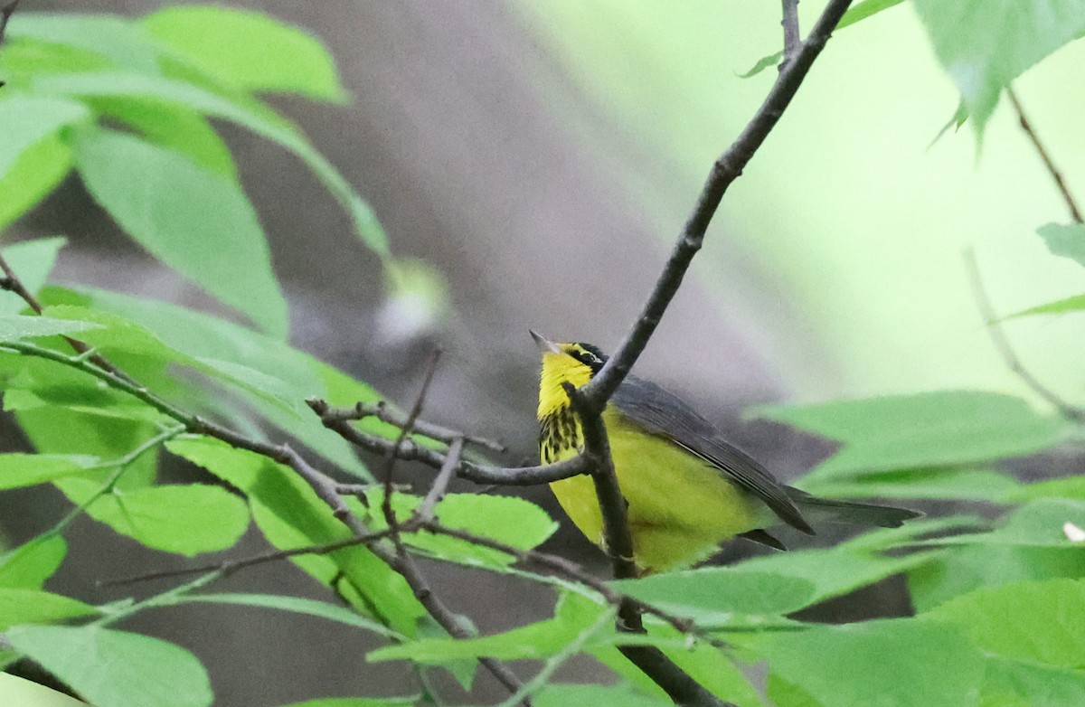 Canada Warbler - Tomas Kay