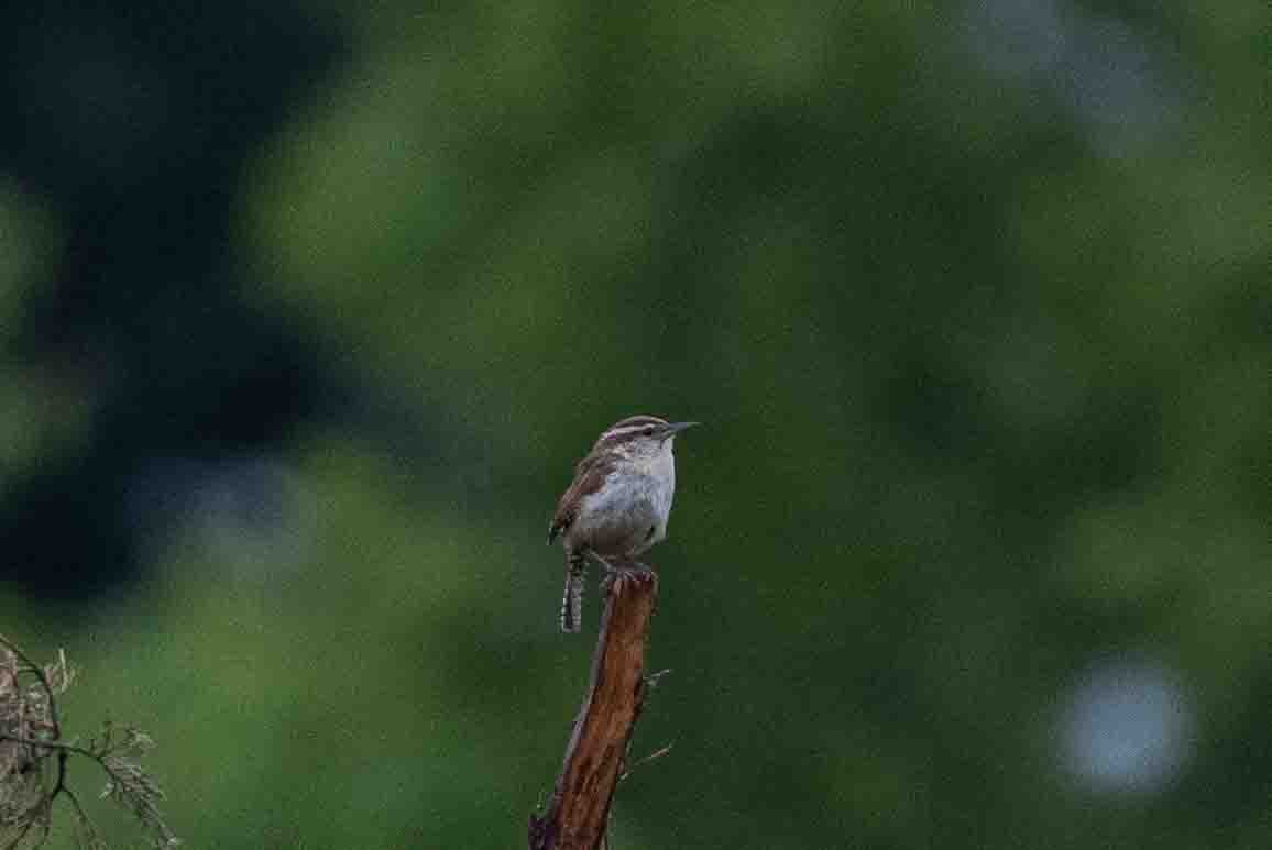 Carolina Wren - Ann Van Sant