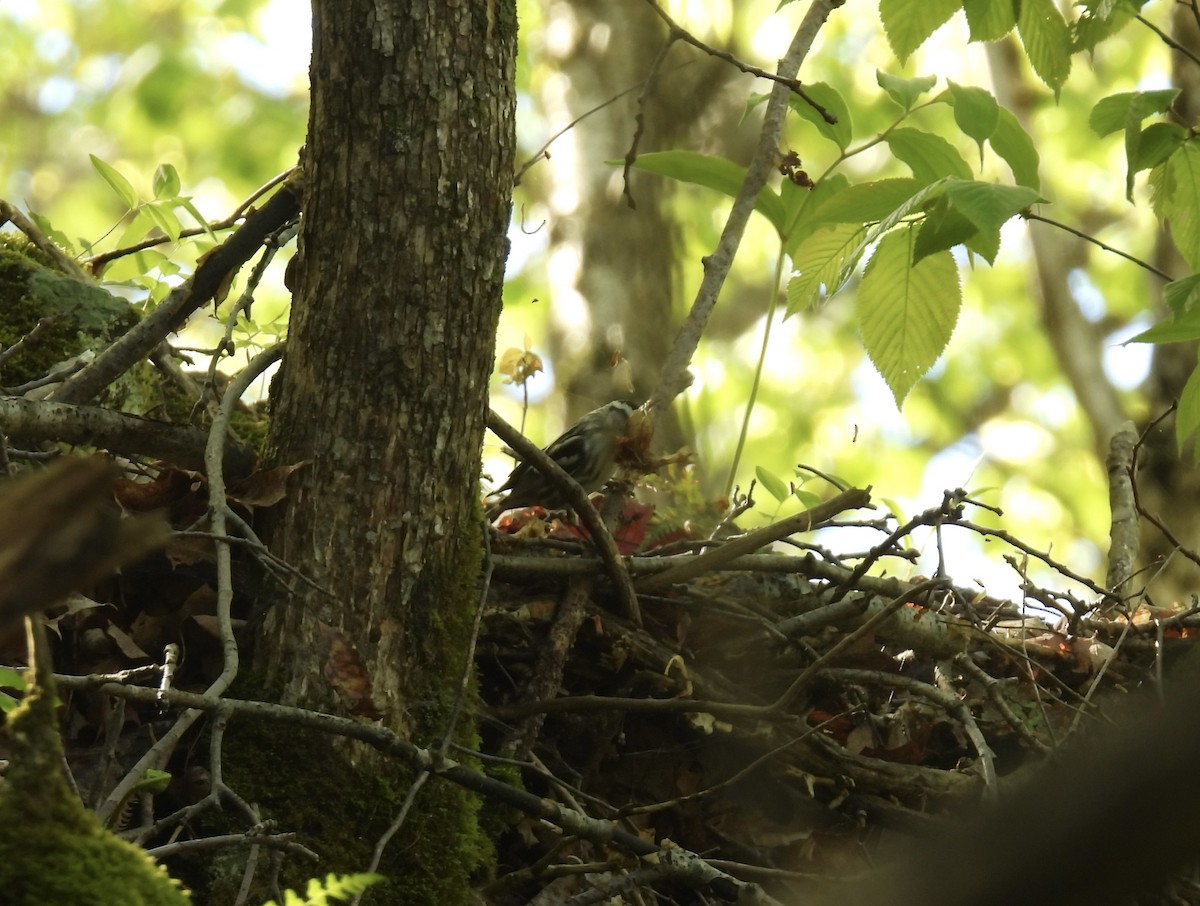 Black-and-white Warbler - John McKay