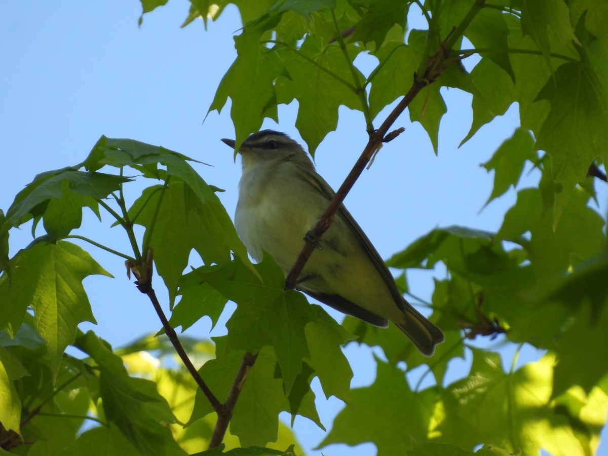 Red-eyed Vireo - John McKay