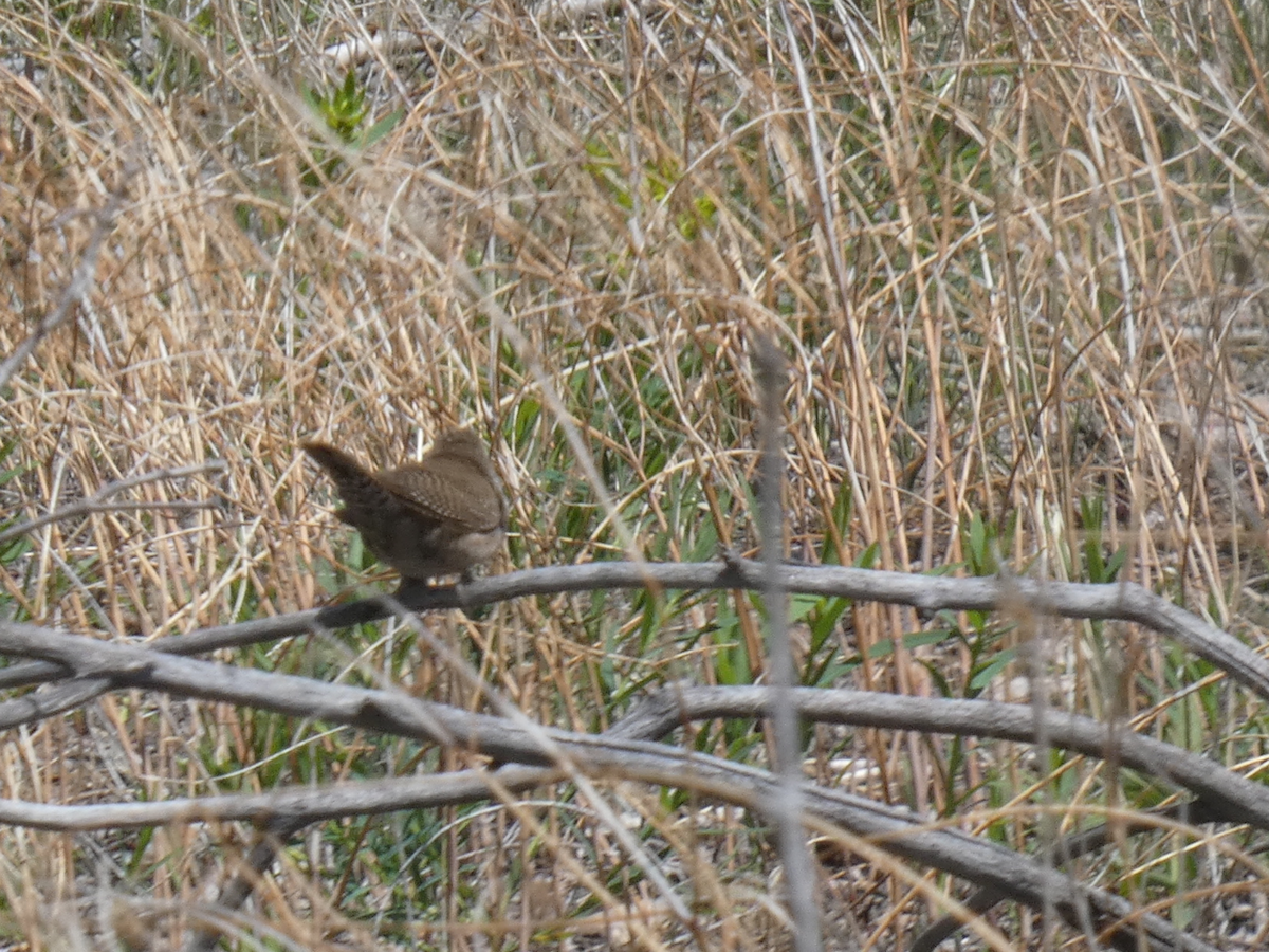 House Wren - Carolyn Sanders