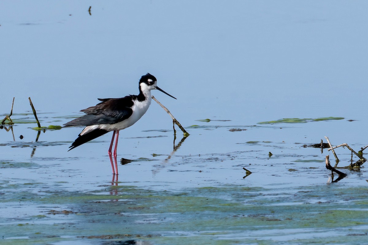 Black-necked Stilt - Gustino Lanese